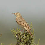 Pipit rousseline