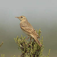 Pipit rousseline