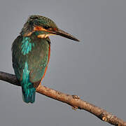 Common Kingfisher