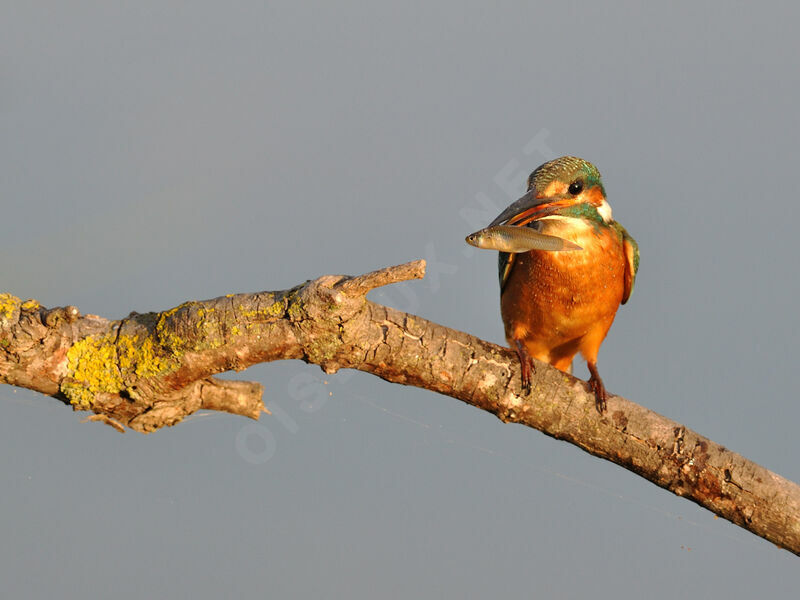 Common Kingfisher female, feeding habits
