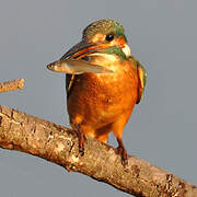 Common Kingfisher