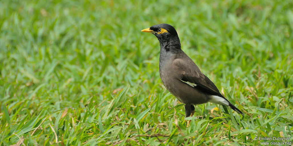 Common Myna