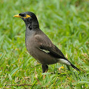 Common Myna