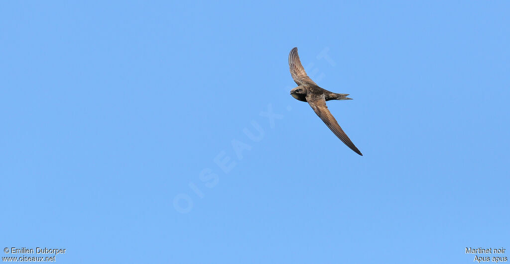 Common Swift, Flight