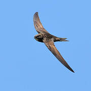 Common Swift