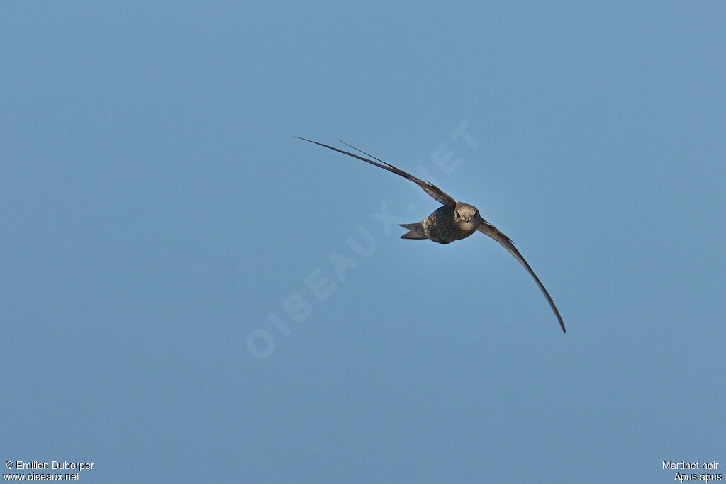 Common Swiftadult, Flight