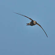 Common Swift