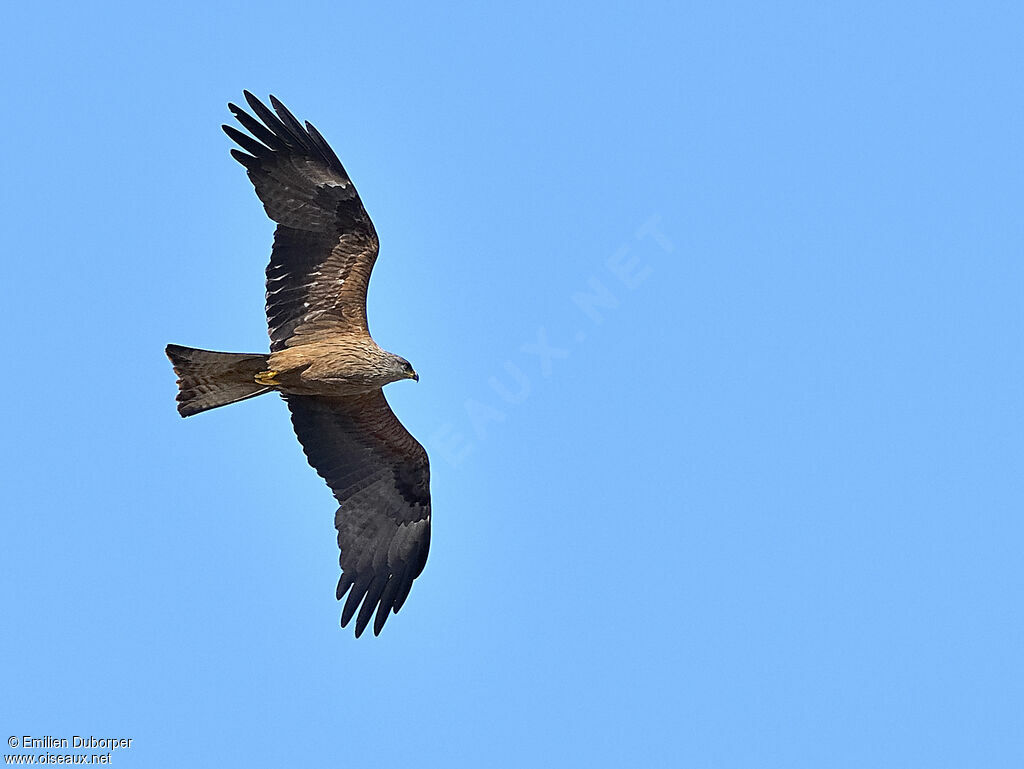 Black Kite