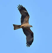 Black Kite