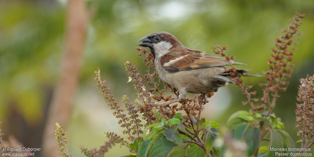 House Sparrowadult