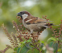 House Sparrow