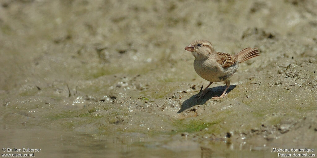 House Sparrow female adult