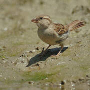 House Sparrow