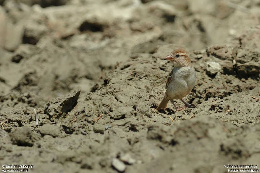 House Sparrow female