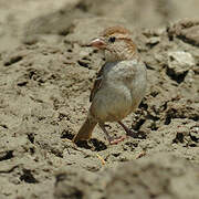 Moineau domestique