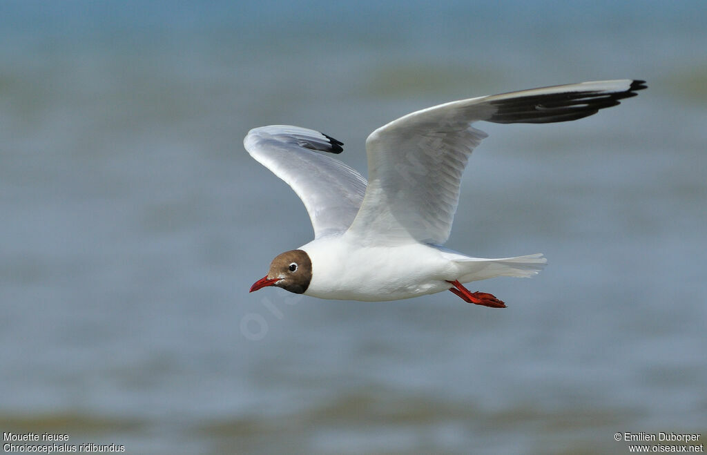 Black-headed Gulladult, Flight