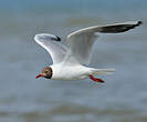 Mouette rieuse