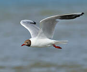 Mouette rieuse