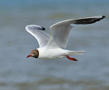 Black-headed Gull