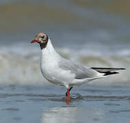 Black-headed Gull