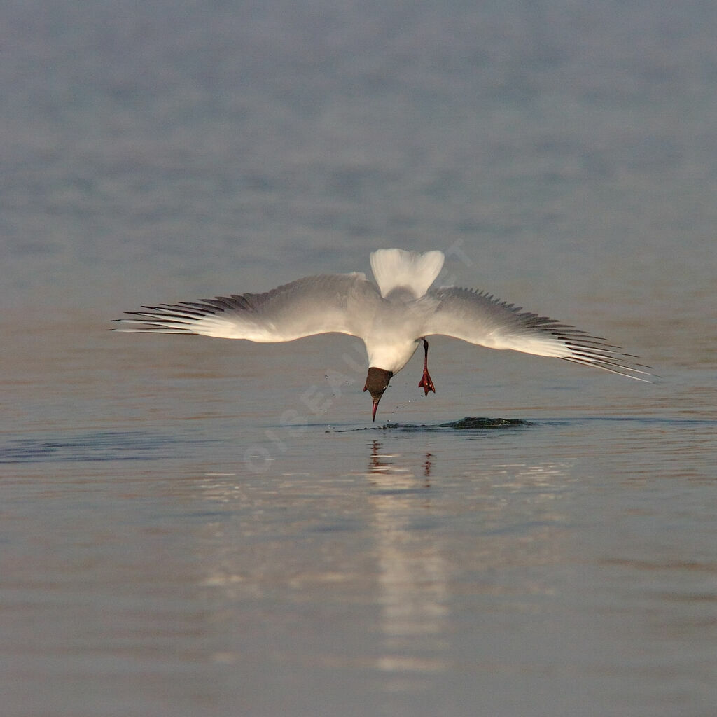 Mouette rieuseadulte nuptial