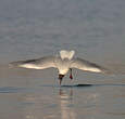 Mouette rieuse