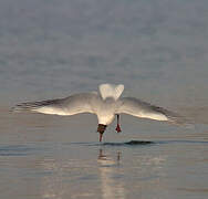 Black-headed Gull