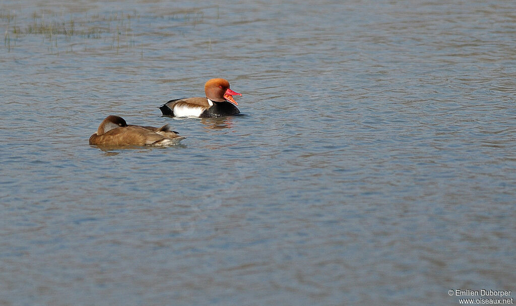 Nette rousse, Comportement