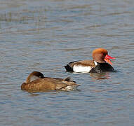 Red-crested Pochard