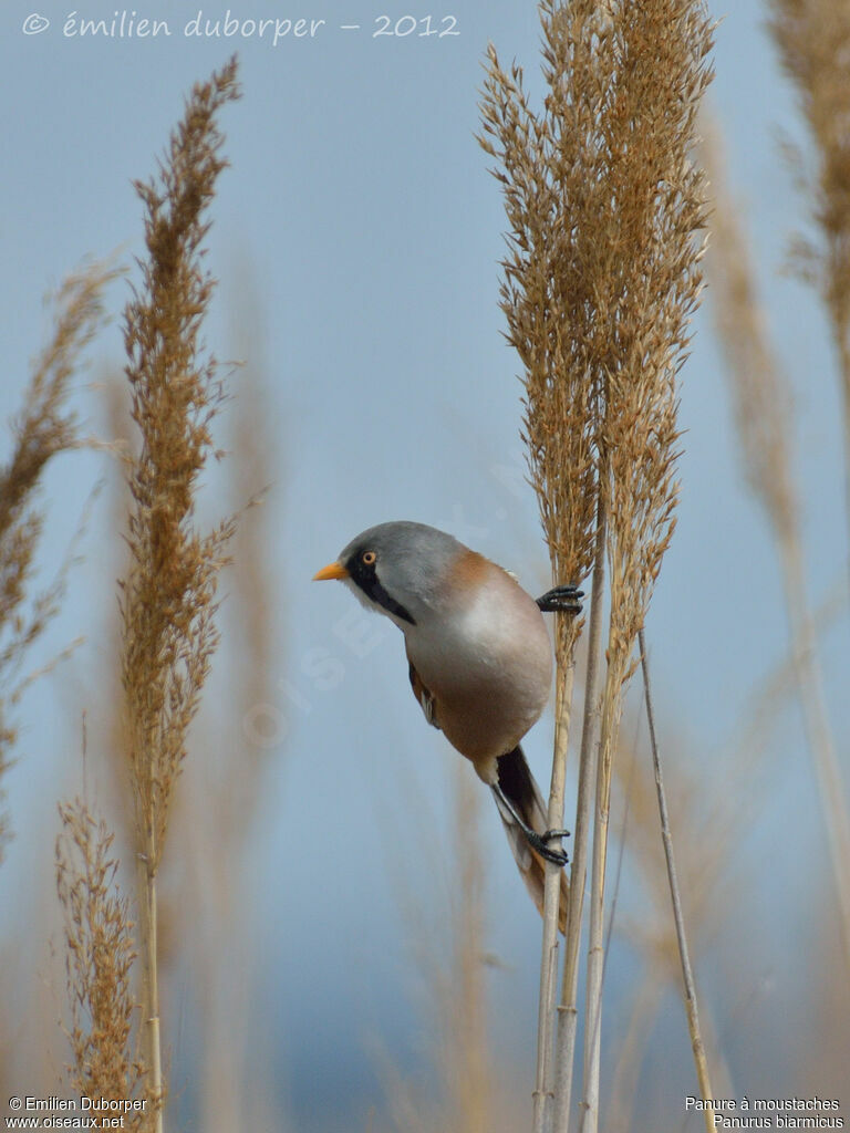 Bearded Reedling male adult, identification, Behaviour