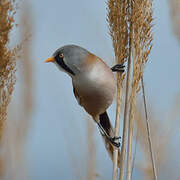 Bearded Reedling