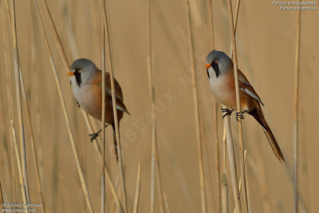 Bearded Reedling male adult, identification