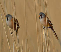 Bearded Reedling