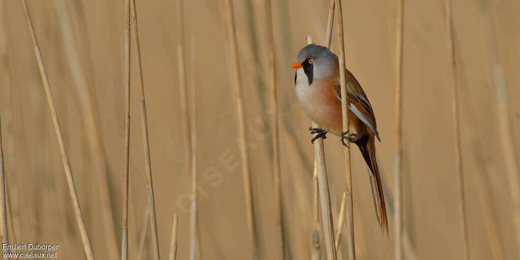 Bearded Reedling male adult breeding, identification