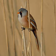 Bearded Reedling