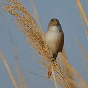 Bearded Reedling