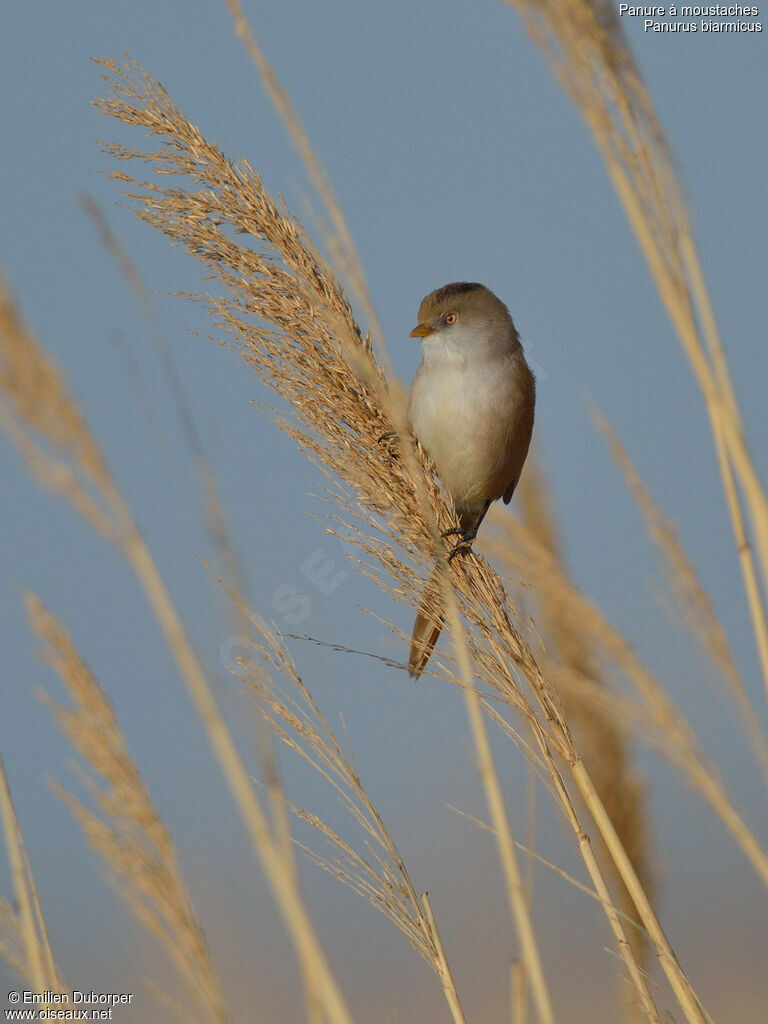 Bearded Reedling female adult, identification