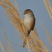 Bearded Reedling