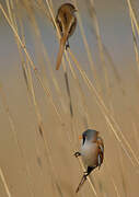 Bearded Reedling