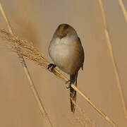 Bearded Reedling