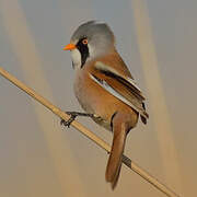 Bearded Reedling