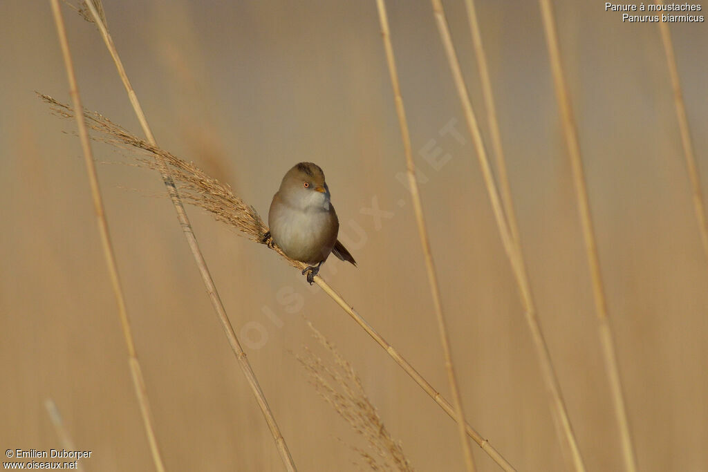 Bearded Reedling female adult, identification