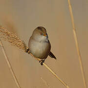 Bearded Reedling