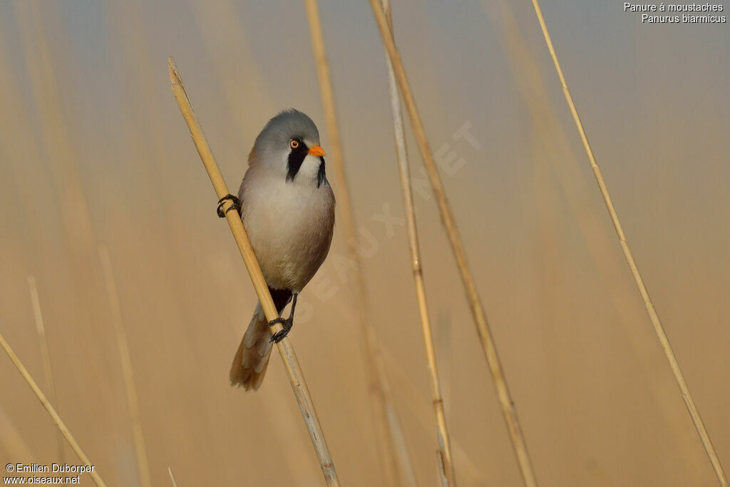 Bearded Reedling male adult, identification