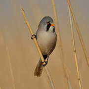 Bearded Reedling