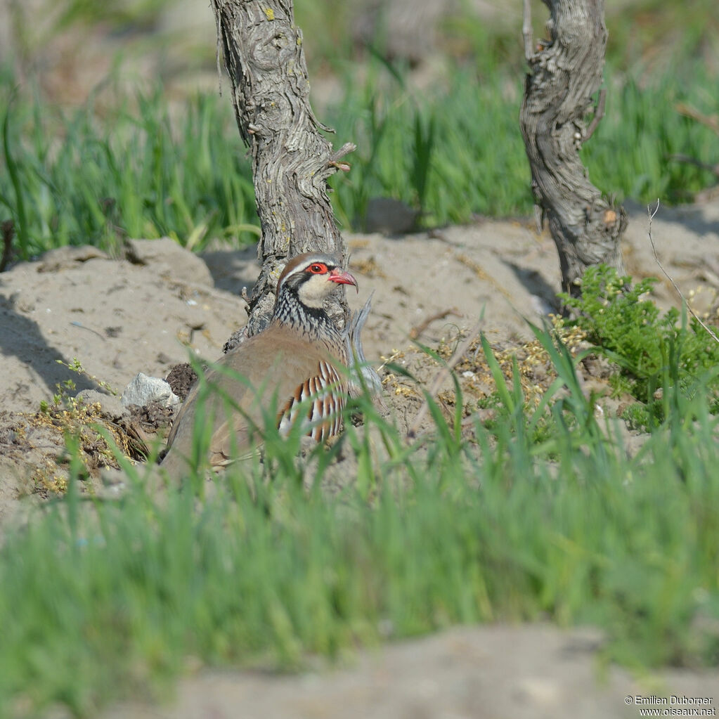 Perdrix rougeadulte, identification