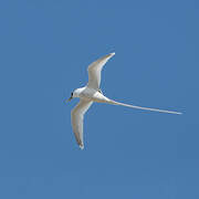 White-tailed Tropicbird