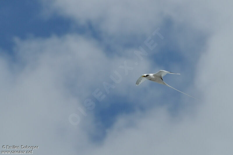 White-tailed Tropicbird, Flight