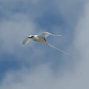 White-tailed Tropicbird