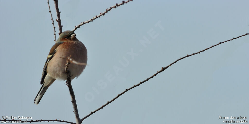 Common Chaffinch male